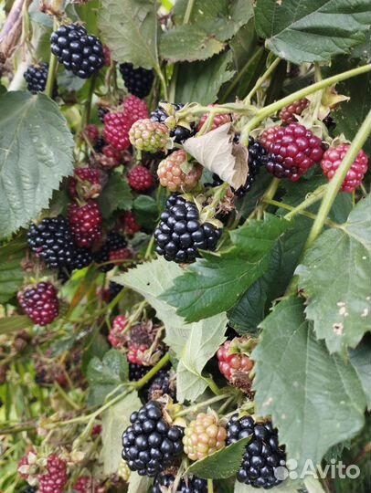 Ежевика бесшипая