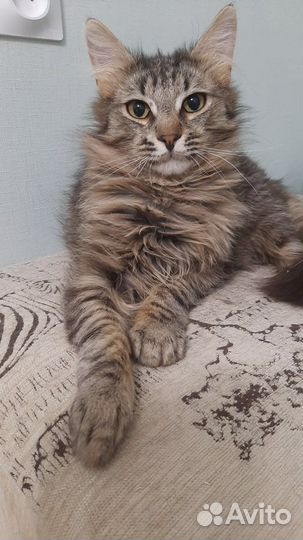 Котик в добрые руки