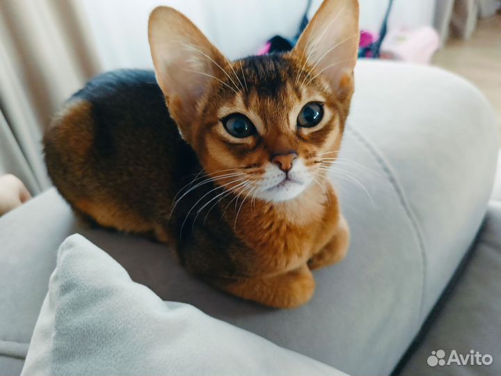 Абиссинская кошечка