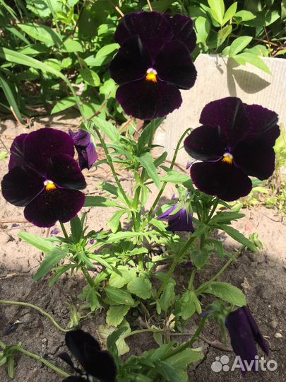 Анютины глазки