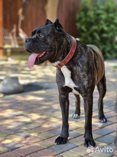 Девочка кане корсо бесплатно в хорошие руки