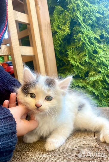 Котенок котята