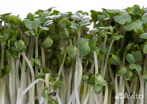 Семена для микрозелени
