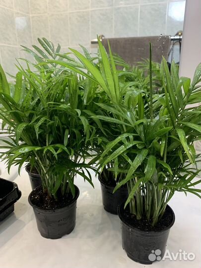 Пальма хамедорея