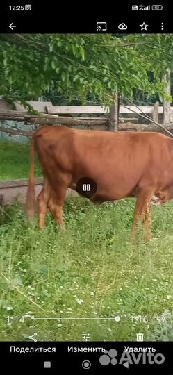 Корова дойная с теленком