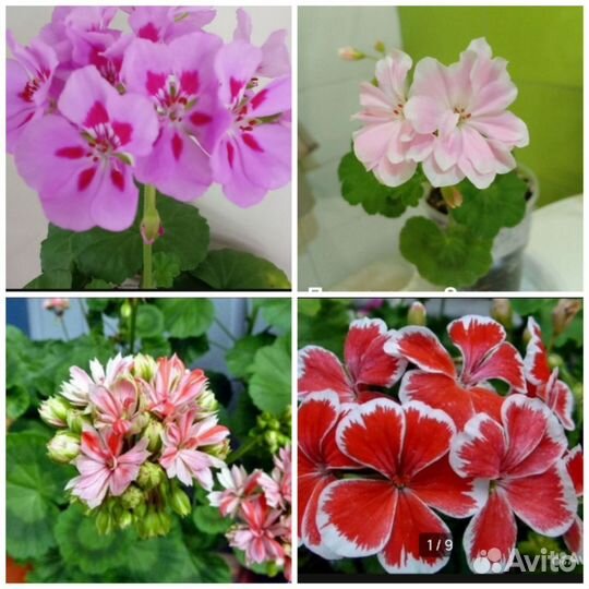 Пеларгония герань