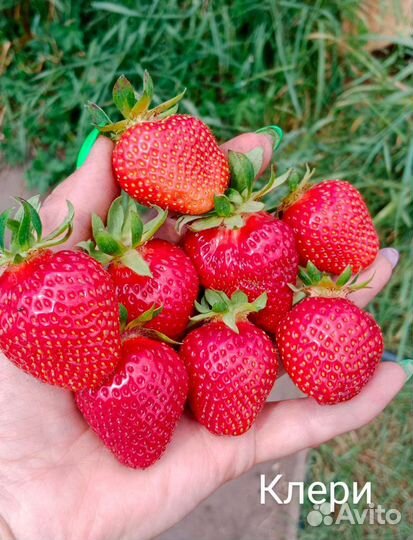 Рассада крупноплодных сортов клубники зкс