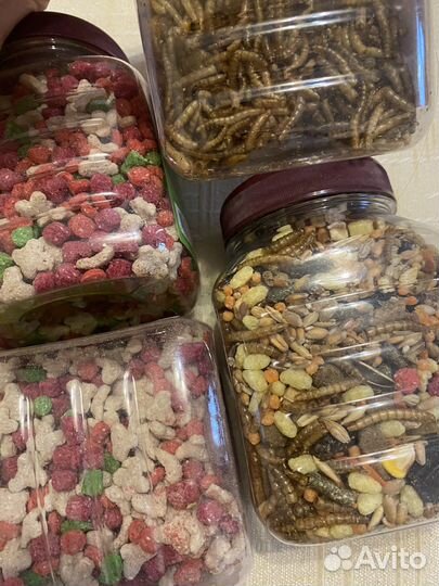 Лакомсва, корм для крыс