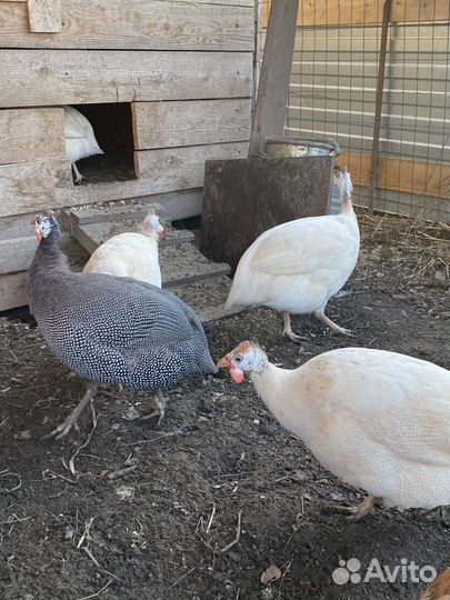 Куры цесарки