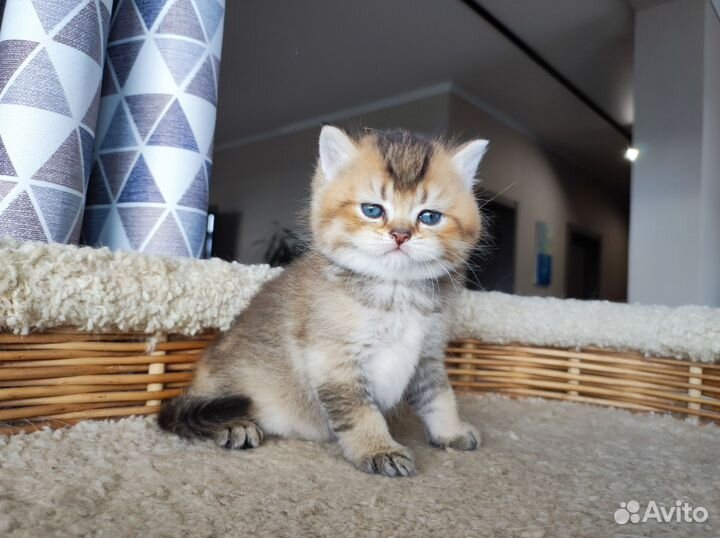 Британский котик