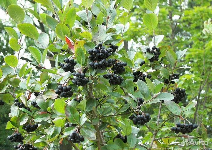 Арония черноплодная
