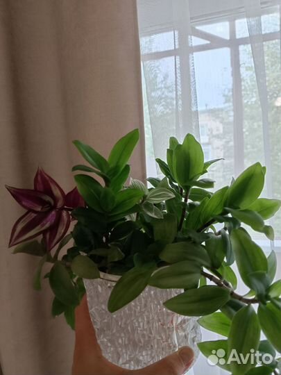 Традесканция