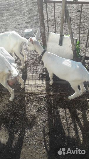 Альпийский козлик и козы