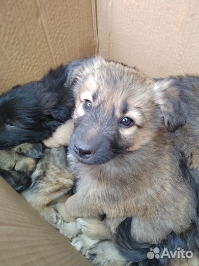 Щенок в добрые руки бесплатно