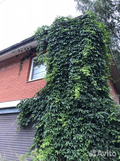 Девичий виноград