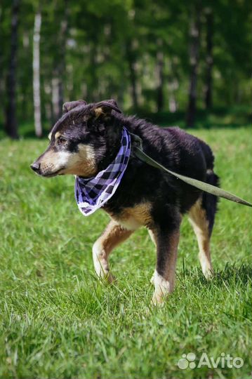 Собаку бросили в приюте
