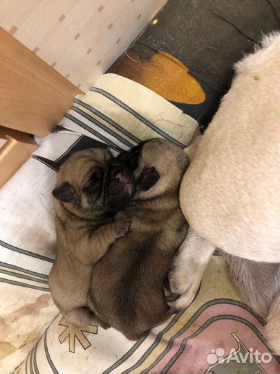 Щенки мопса