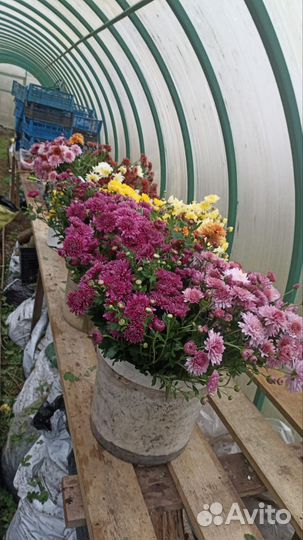 Продам хризантемы