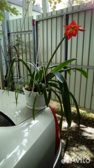 Гиппеаструм - комнатная лилия