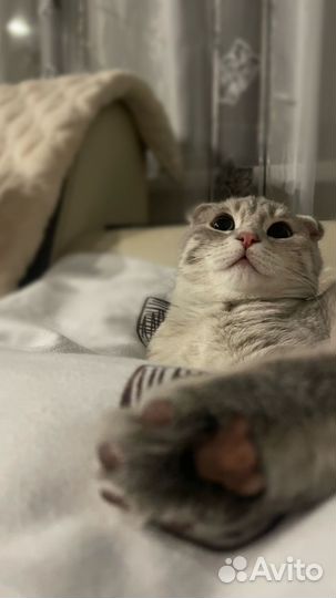 Шотландские вислоухие котята