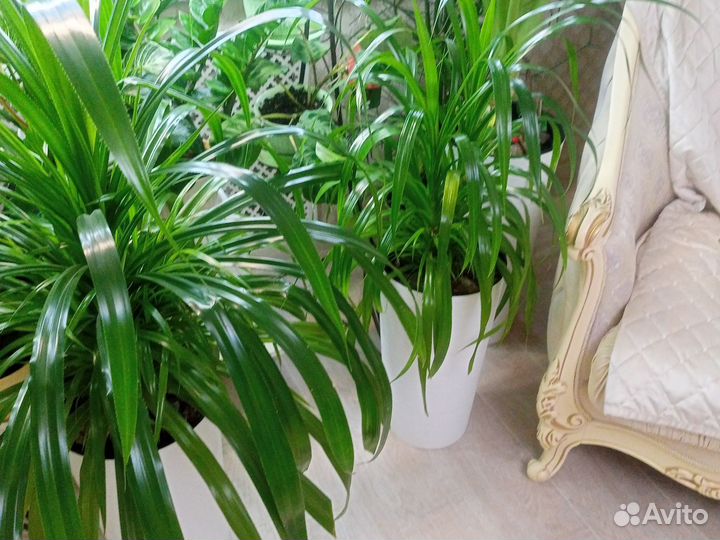 Винтовая пальма,пандаус