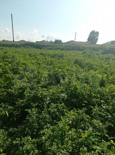 Участок 20 сот. (ИЖС)