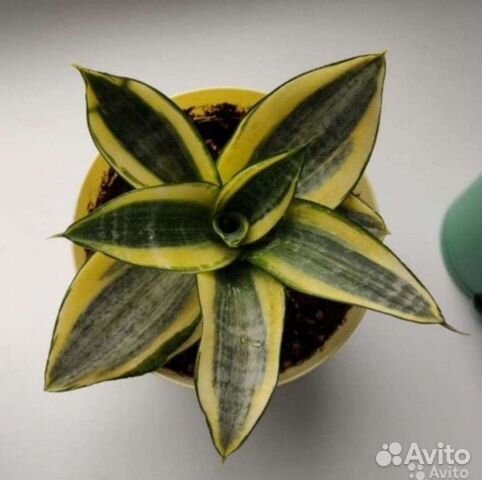 Сансевиерия Ханни Голд, детки