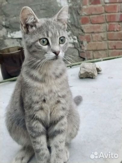 Котята в дар