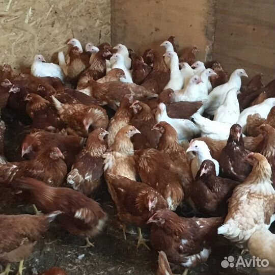 Куры Несушки