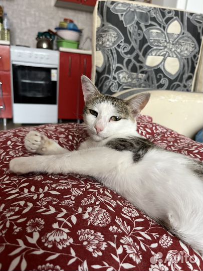 Усатый подросток ищет дом