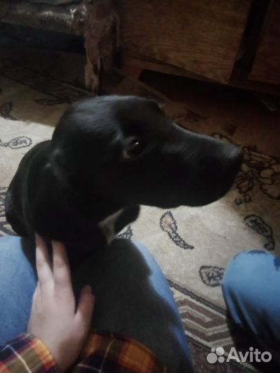 Собака бесплатно в добрые руки