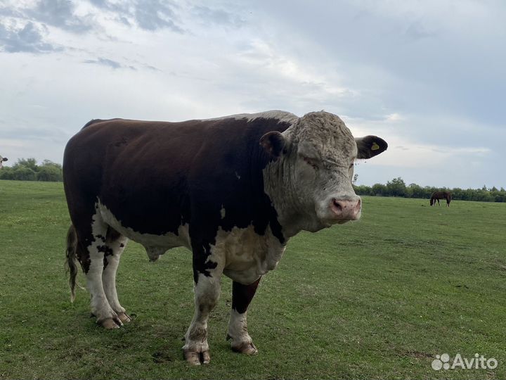 Быки герефорды