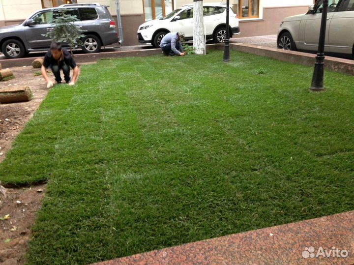 Натуральный рулонный газон в наличии