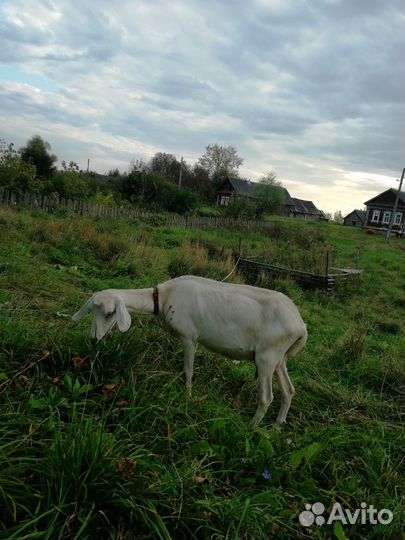 Коза заано-нубийская дойная молочная