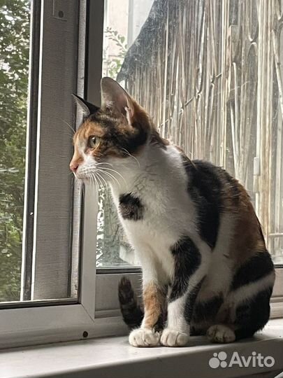 Кошка метис бенгалов