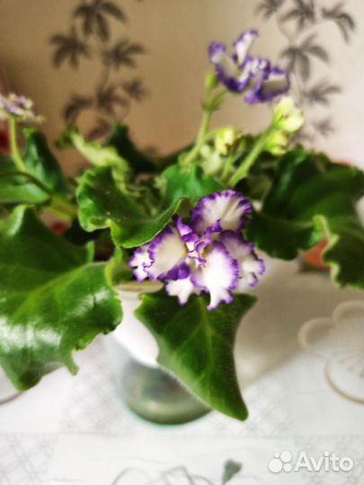 Сортовые цветущие фиалки