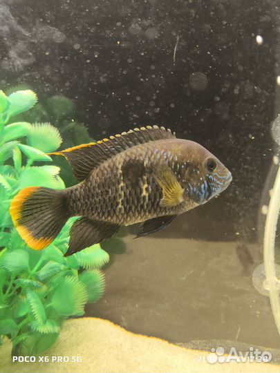 Аквариумные рыбки цихлиды