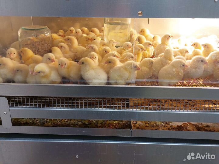 Цыплята бройлеров