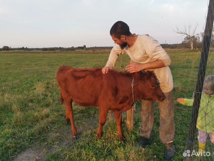 Телочка красногорбатовская/джерси