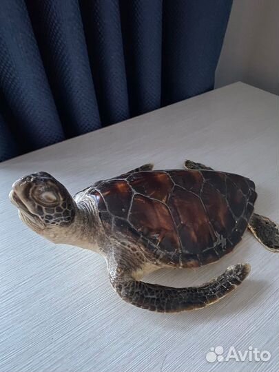 Черепаха(мумия)на стену