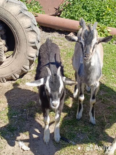 Козлята 5 месячный