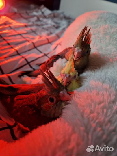 Птенцы корелла