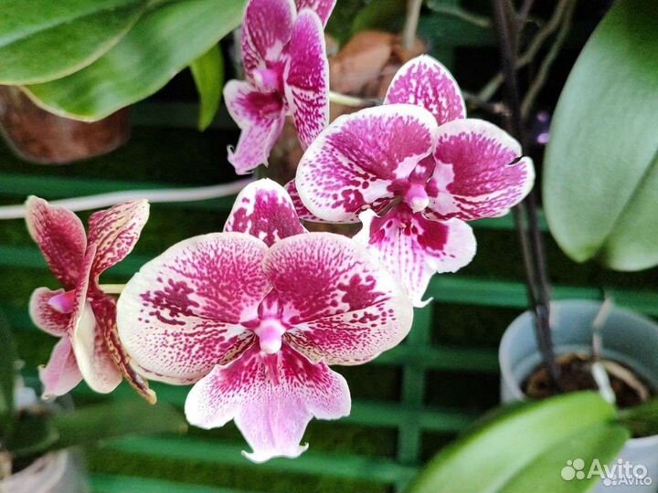 Фаленопсис микс