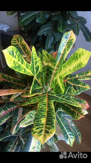 Комнатные цветы