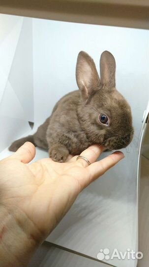 Крольчата карликовые декоративные