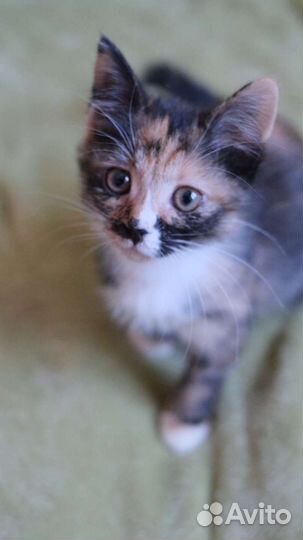 Котенок в добрые руки