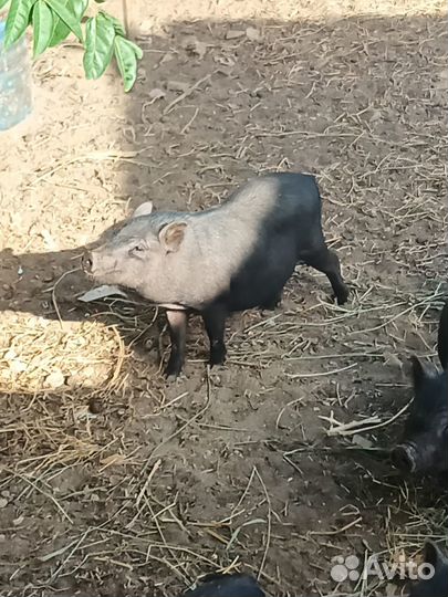 Обменяю вьетнамских поросят на белых поросят