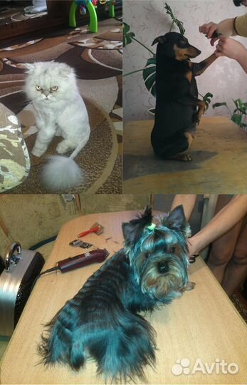 Стрижка животных