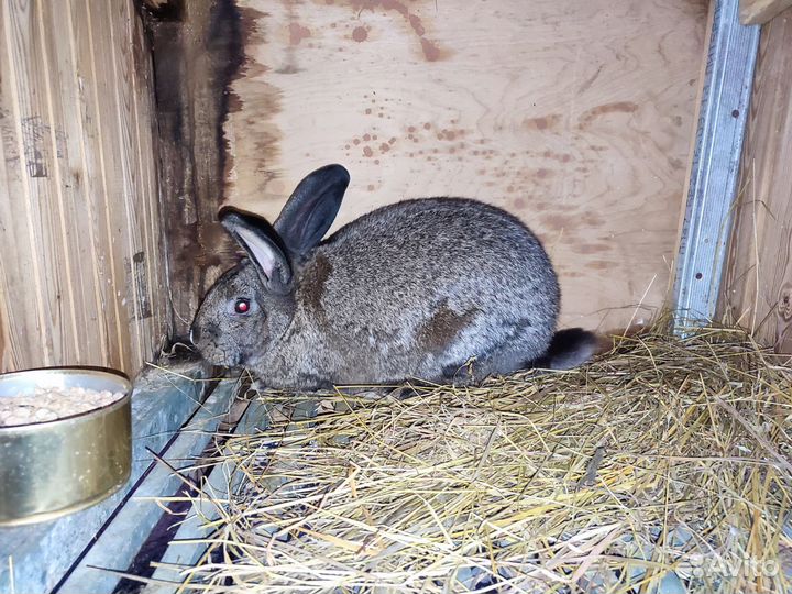 Кролики мясных пород великаны