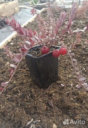 Клюква садовая